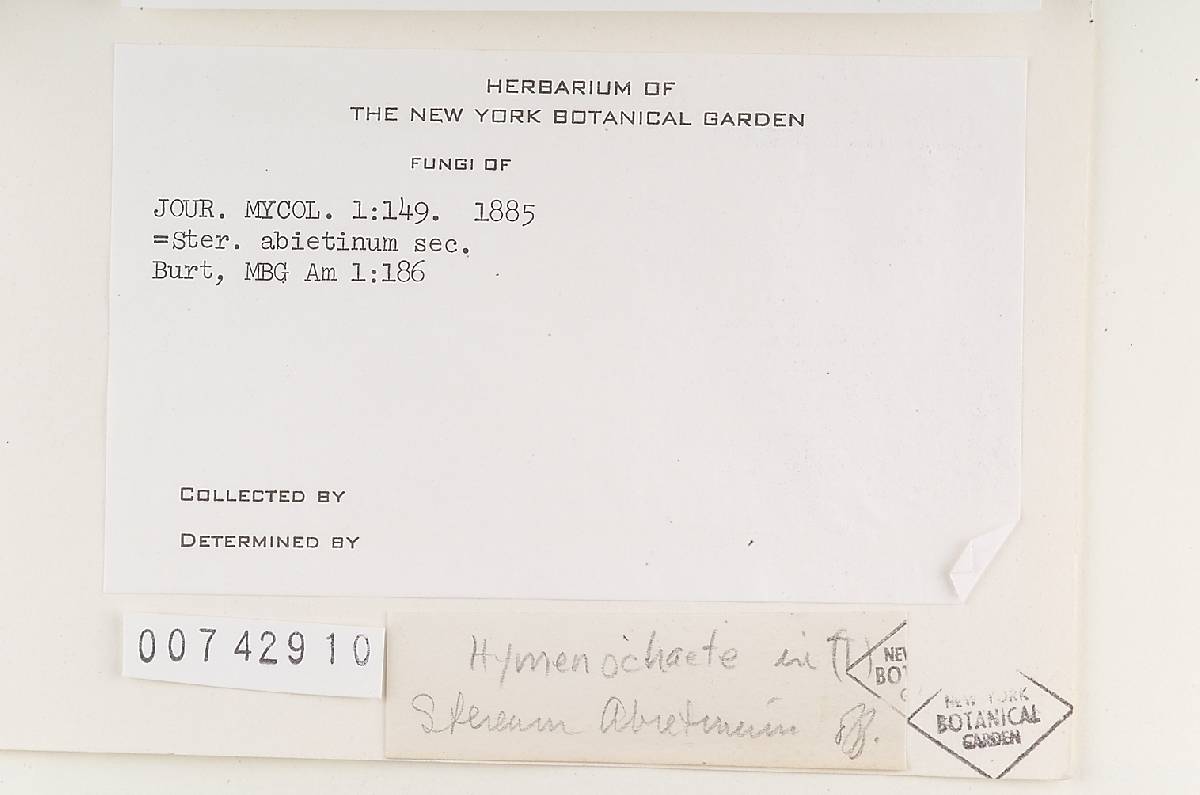 Hymenochaete fimbriata image