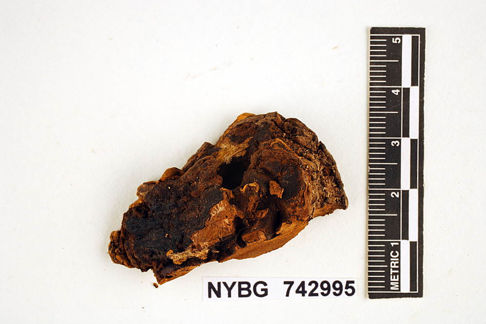 Phellinus rhytiphloeus image