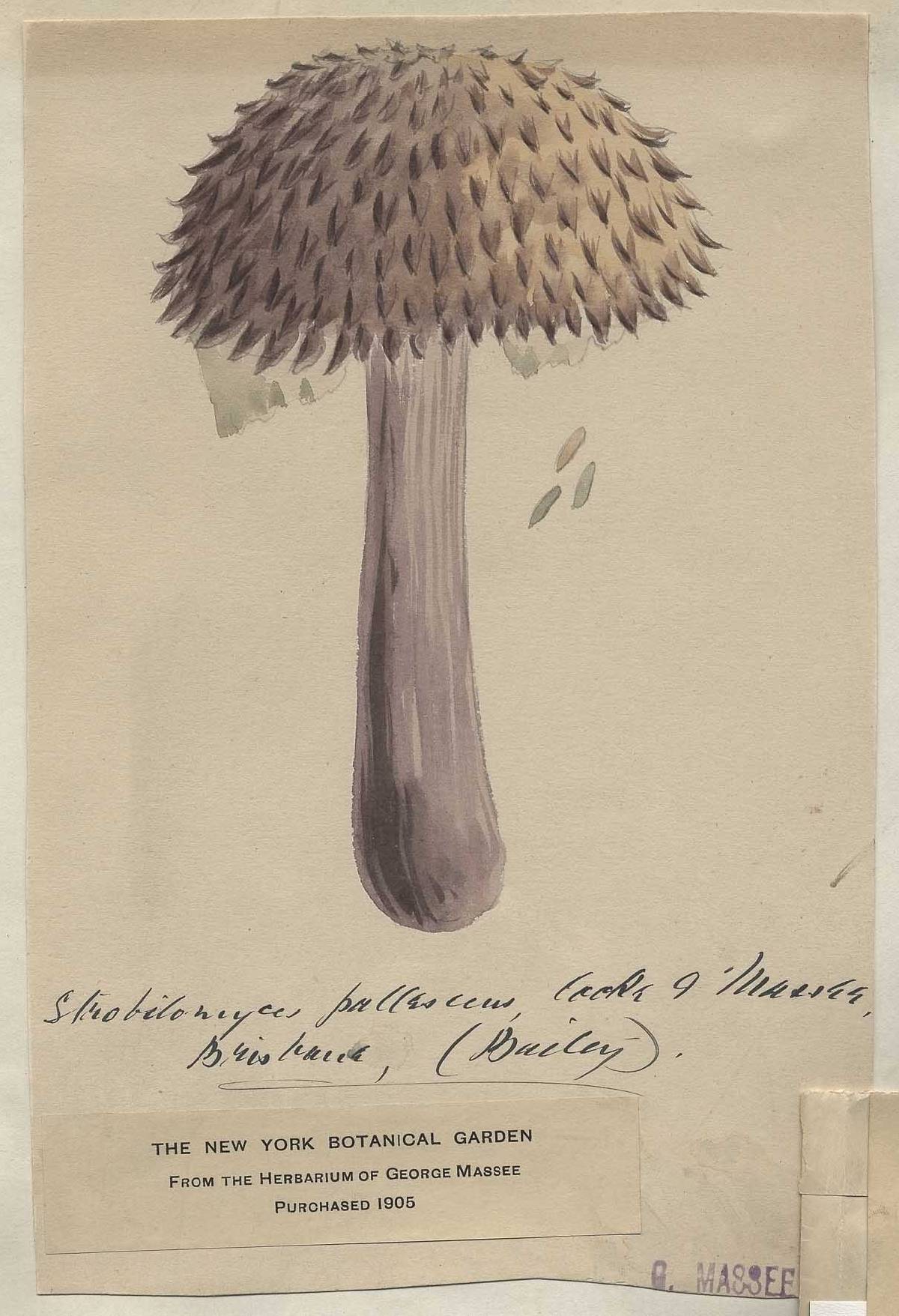 Strobilomyces pallescens image