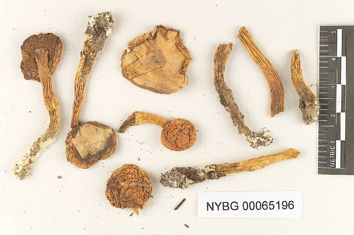 Boletus fistulosus image