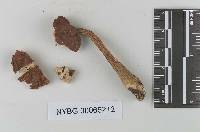 Boletus rubropunctus image