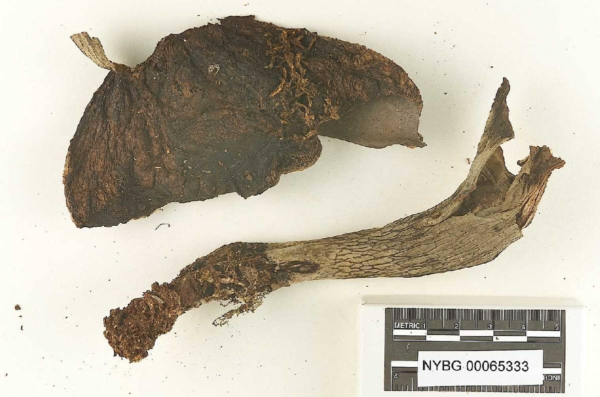 Tylopilus obscurus image