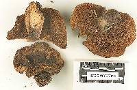 Suillus volcanalis image