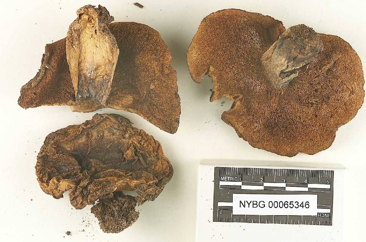 Suillus volcanalis image