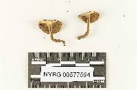 Boletus ruborculus image