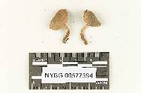 Boletus ruborculus image