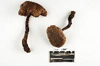 Tylopilus atratus image