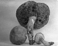 Boletus mariae image