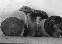 Boletus pallidus image