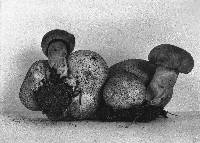 Pseudoboletus parasiticus image