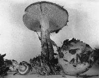 Suillus hirtellus image