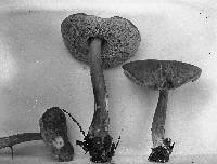 Austroboletus gracilis image