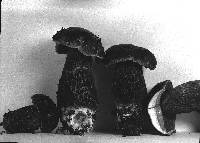 Boletus frostii image