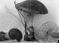 Boletus longicurvipes image