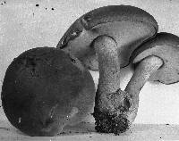 Tylopilus plumbeoviolaceus image