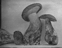 Tylopilus plumbeoviolaceus image