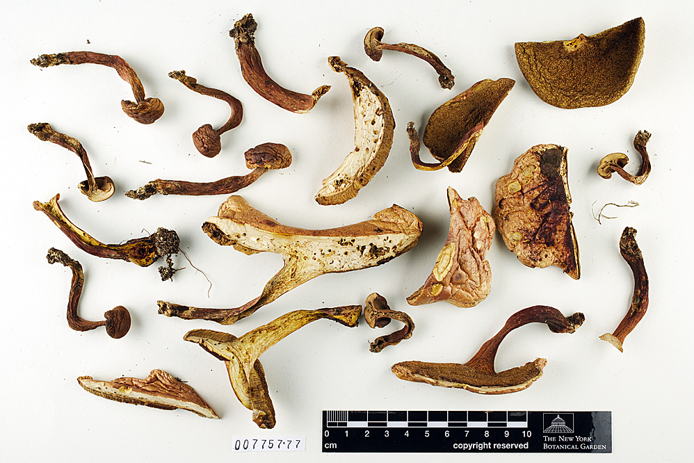 Boletus flavoruber image