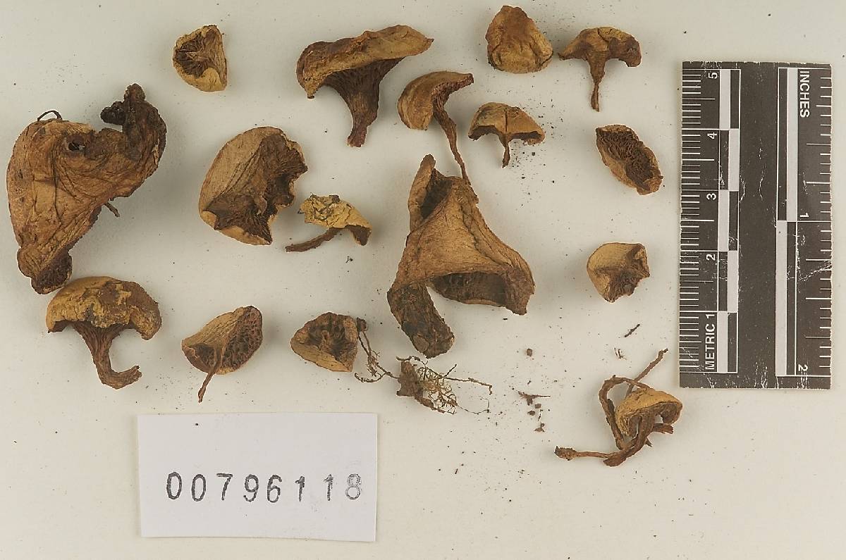 Chalciporus chontae image