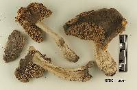 Amanita murinoflammeum image