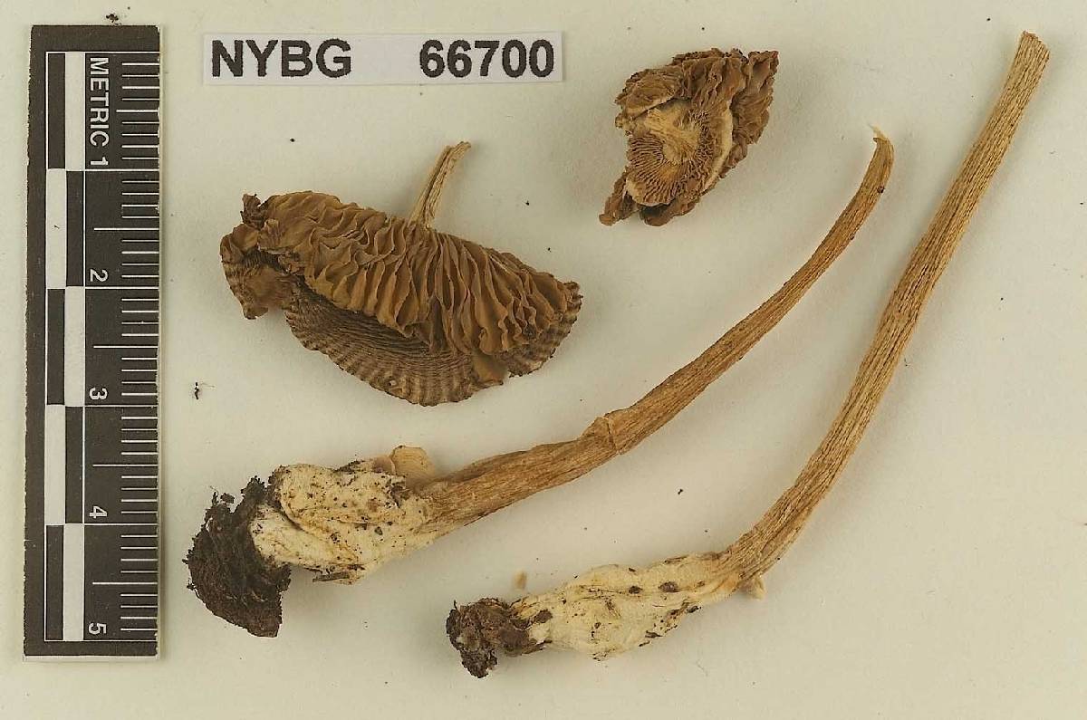 Amanita fuligineodisca image