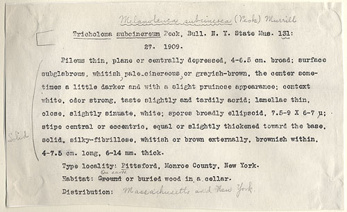 Tricholoma subcinereum image
