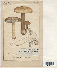 Tricholoma mirabile image