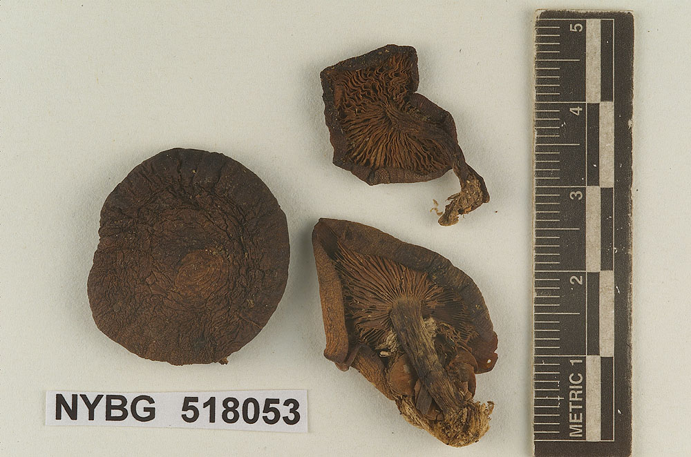 Tricholoma trentonense image