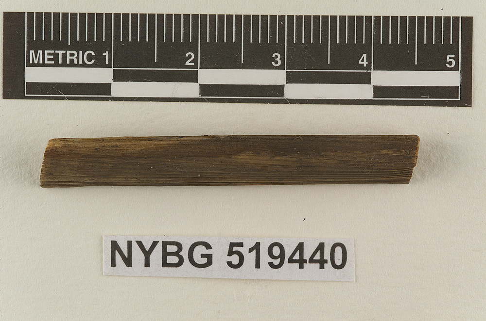Gloiocephala culmicola image