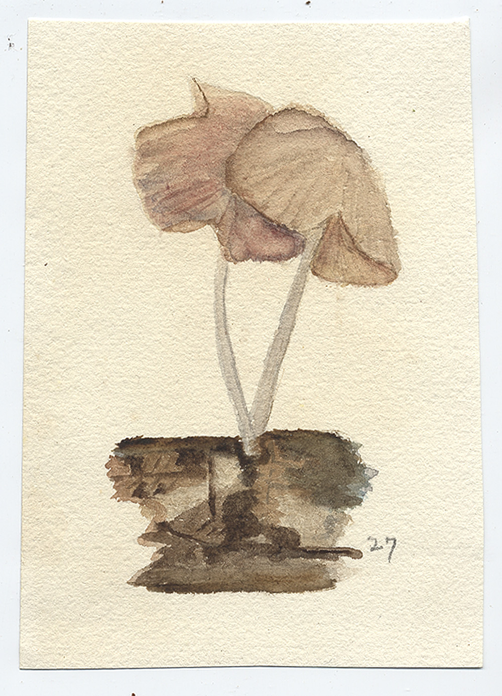 Marasmius subpruinosus image
