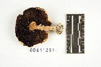 Agaricus blazei image