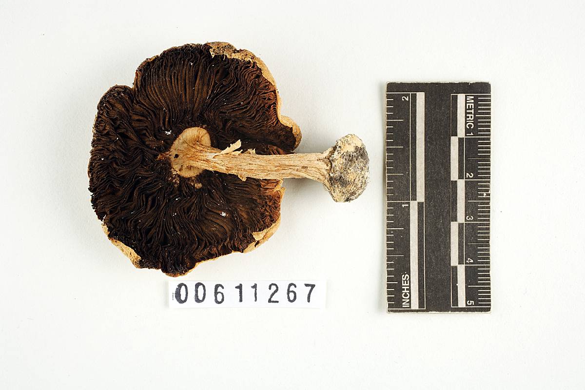 Agaricus blazei image