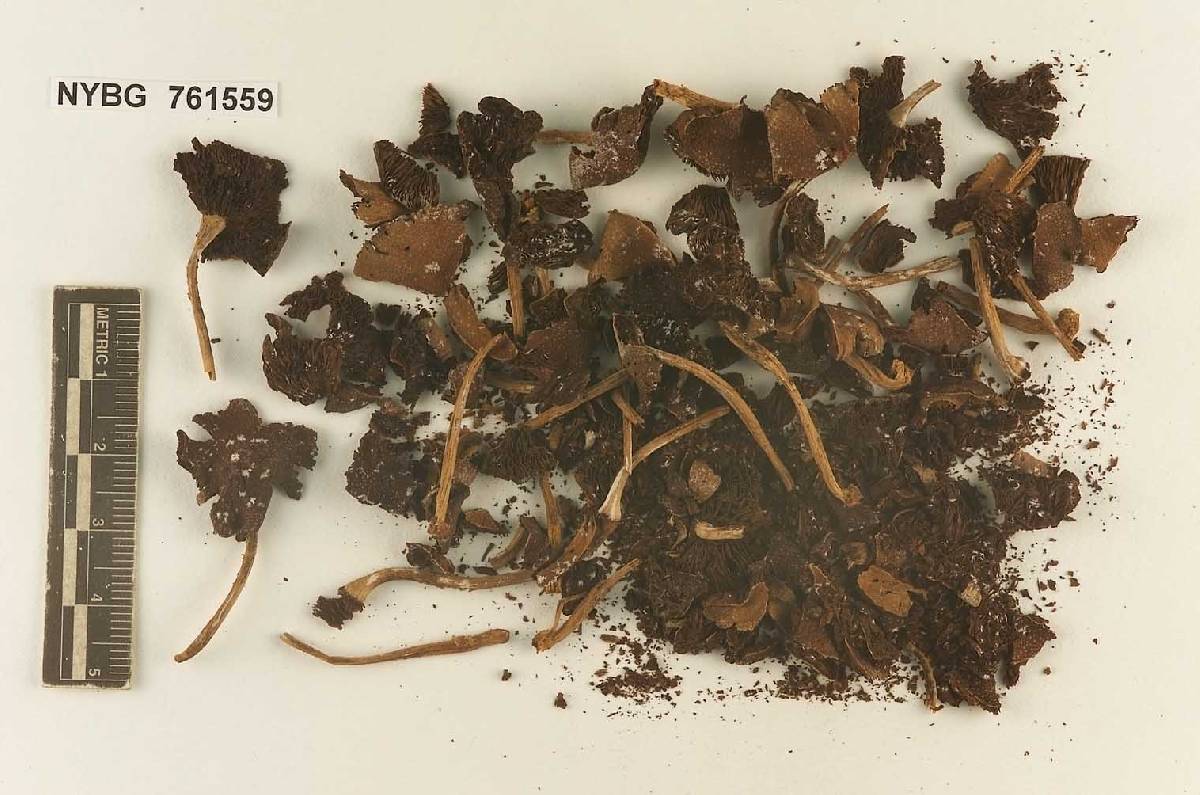 Stropharia floccosa image