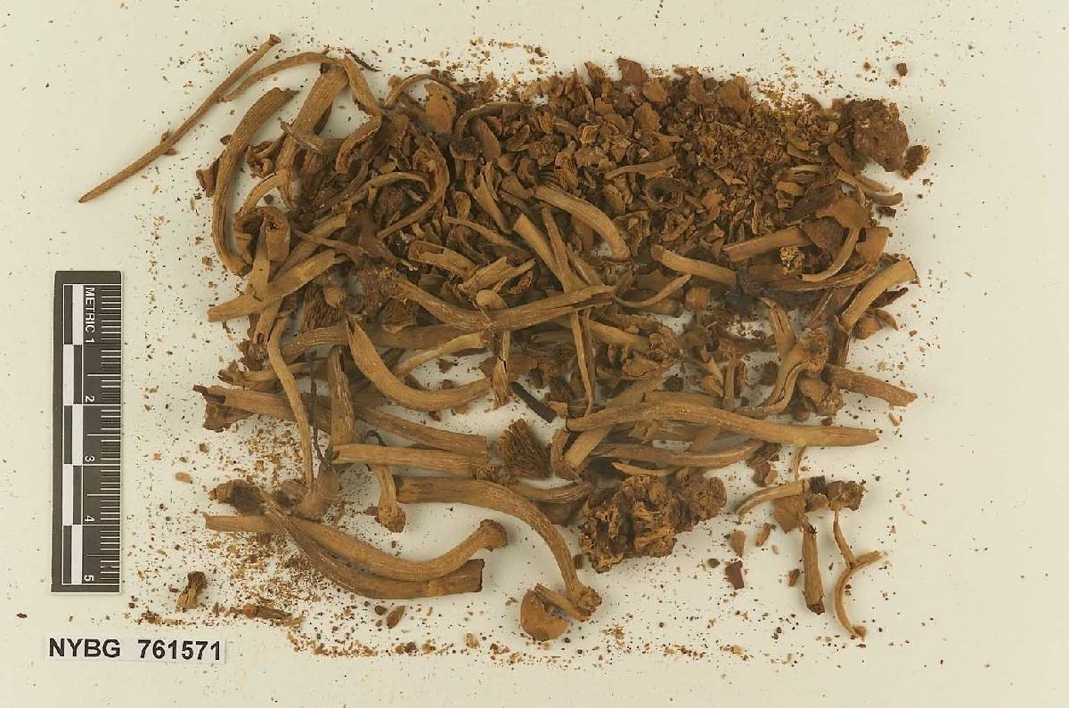 Stropharia caespitosa image