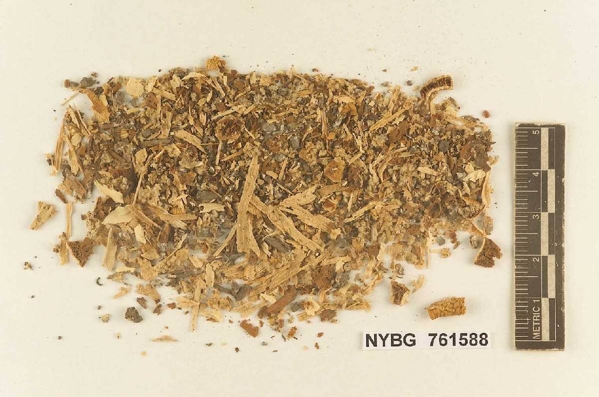 Stropharia rugomarginata image