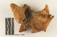 Omphalotus subilludens image