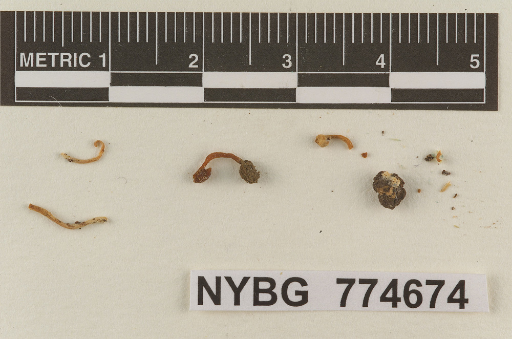 Omphalina cuspidatella image