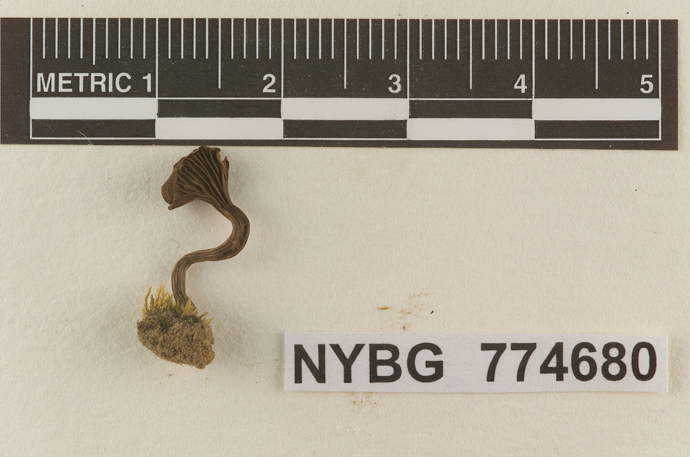 Omphalia volkertii image