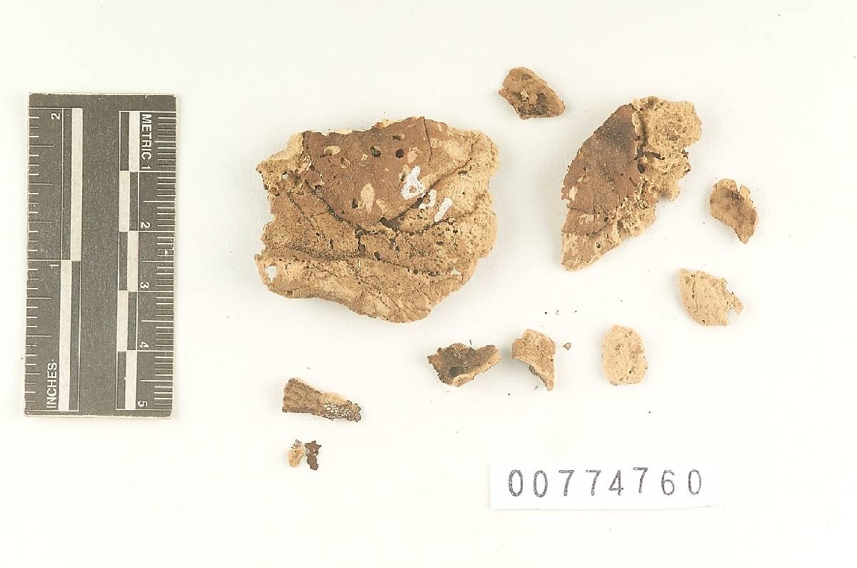 Agaricus hillii image