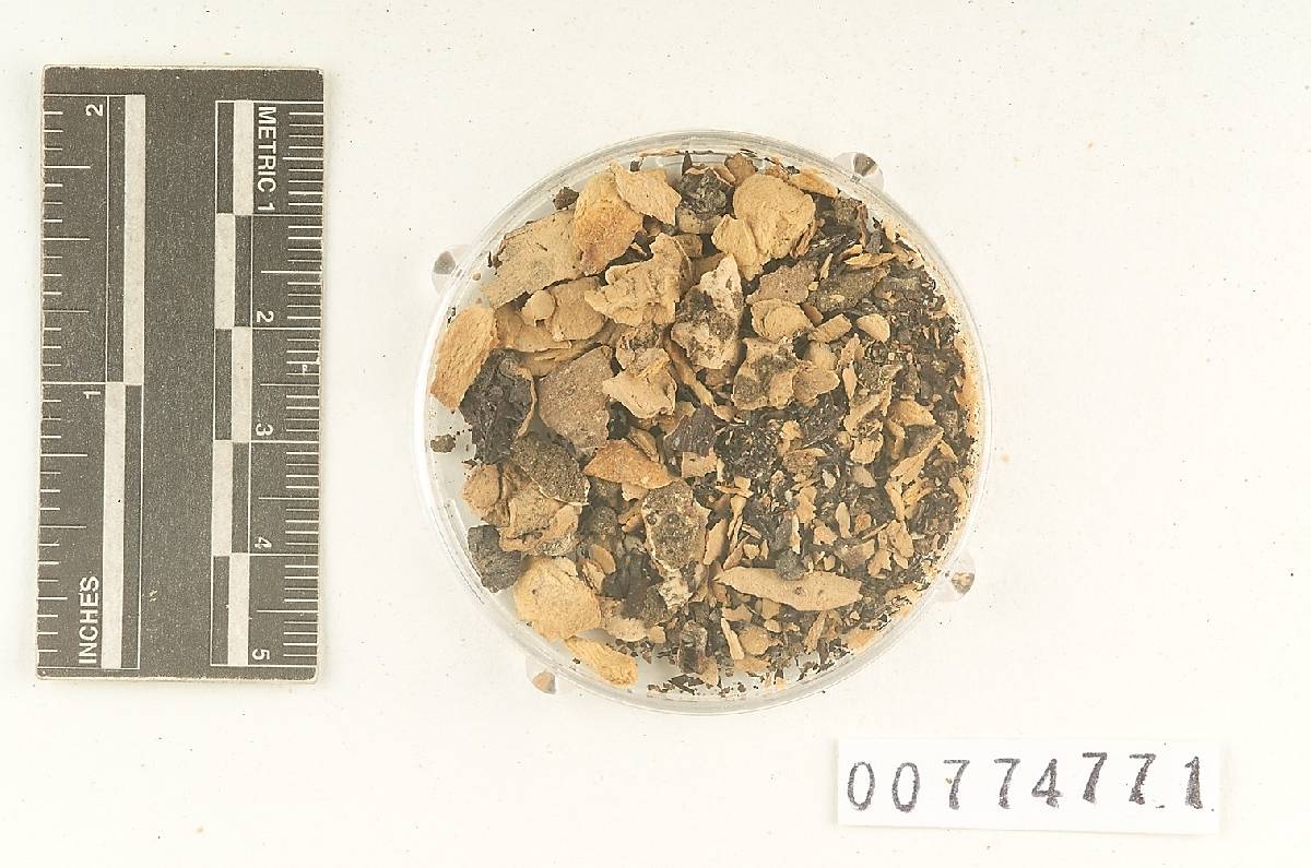 Agaricus hornei image