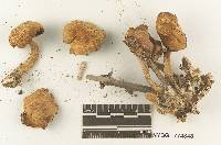 Agrocybe smithii image