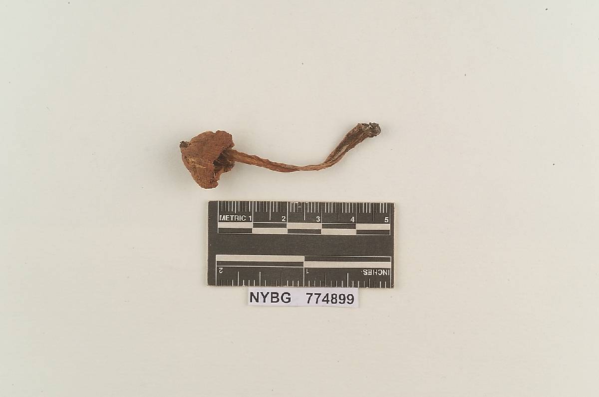 Hygrophorus ruber image