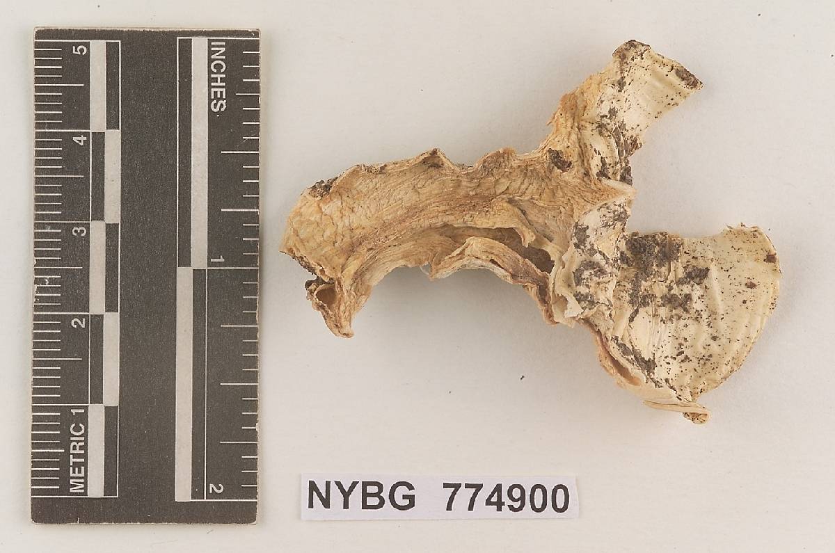 Hygrophorus perfumus image