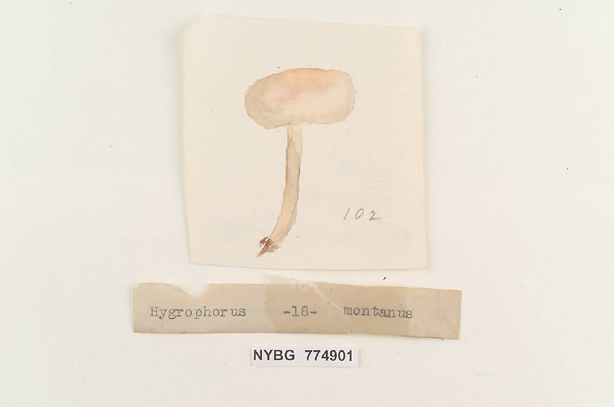 Hygrophorus montanus image