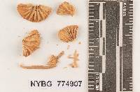 Humidicutis marginata image