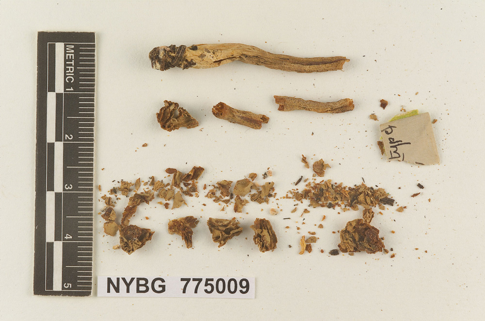 Melanoleuca platyphylla image