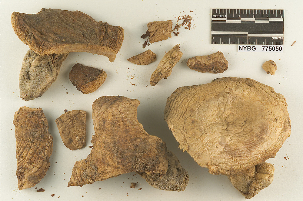 Melanoleuca earleae image