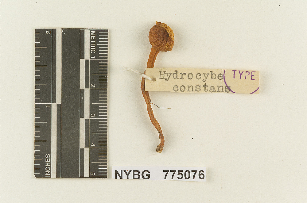 Hydrocybe constans image