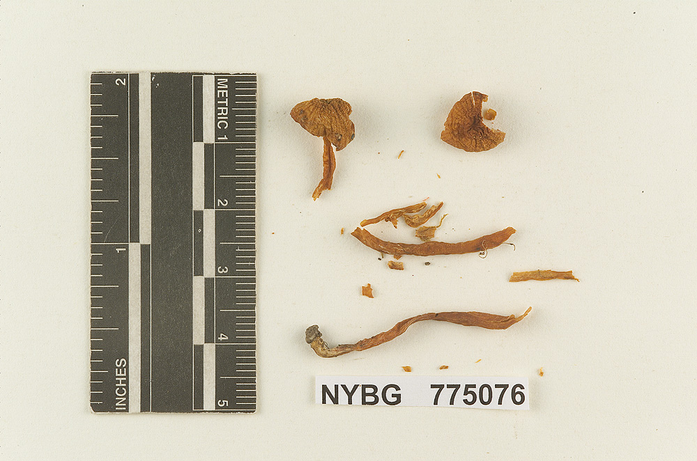 Hydrocybe constans image
