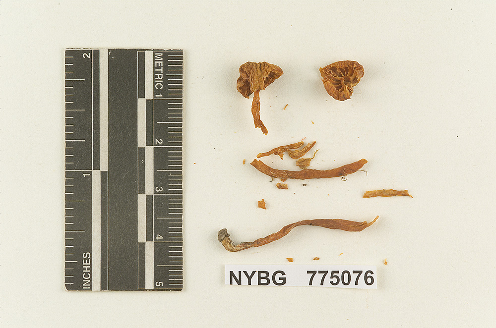 Hydrocybe constans image