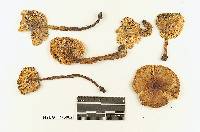 Hydrocybe californica image